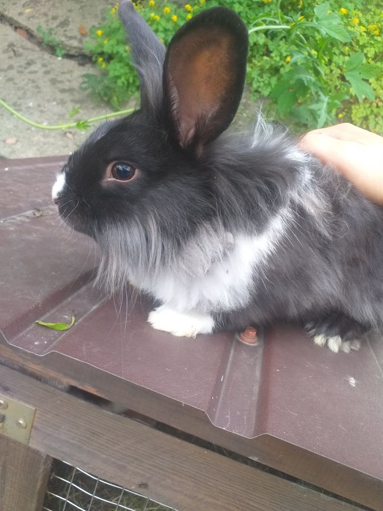 Piękny lew miniaturka