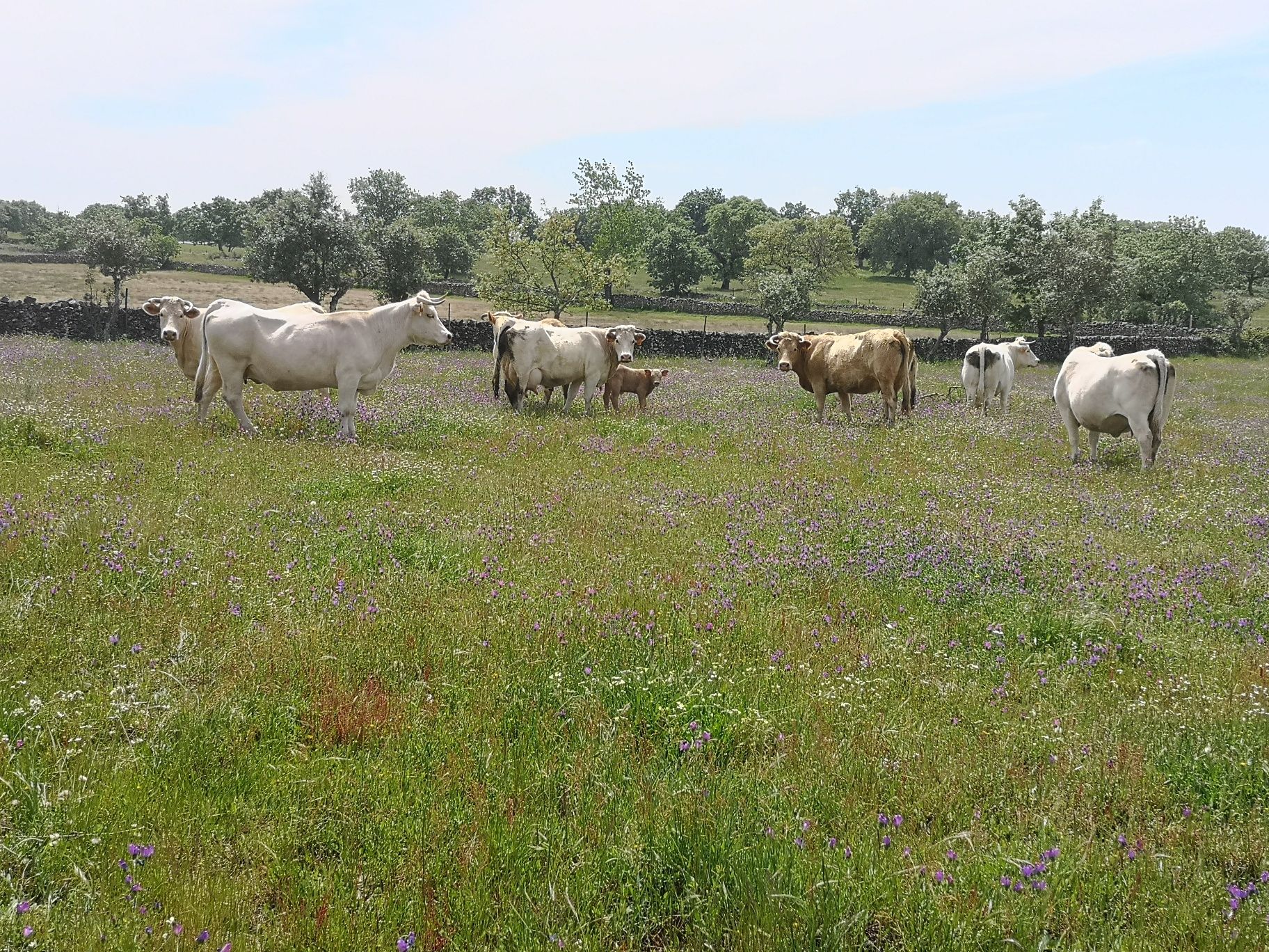 Vacas cx. charolês e cx limousine