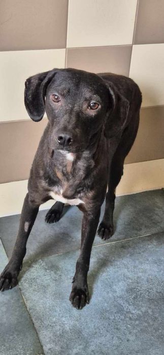 Piesek około 3 lata