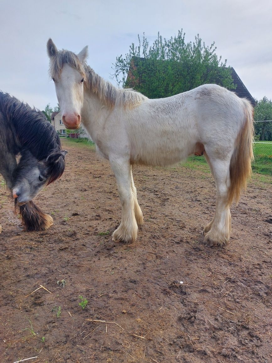 Sprzedam/zamienie! Ślicznie ubarwiony ogierek irish cob, tinker