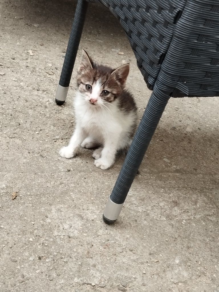 Oddam kotki w dobre ręce