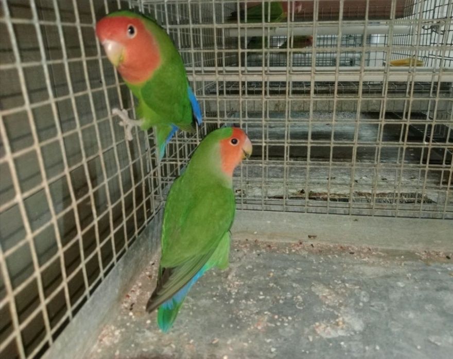 Agapornis novos para venda