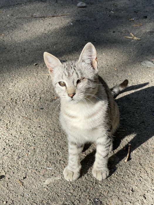 Кошеня (кішка, киця, дівчинка, котенок, кошка, девочка)