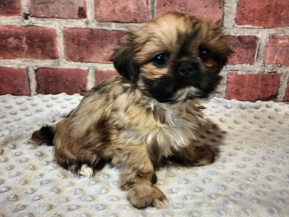 Piękna suczka shih-tzu Mini.