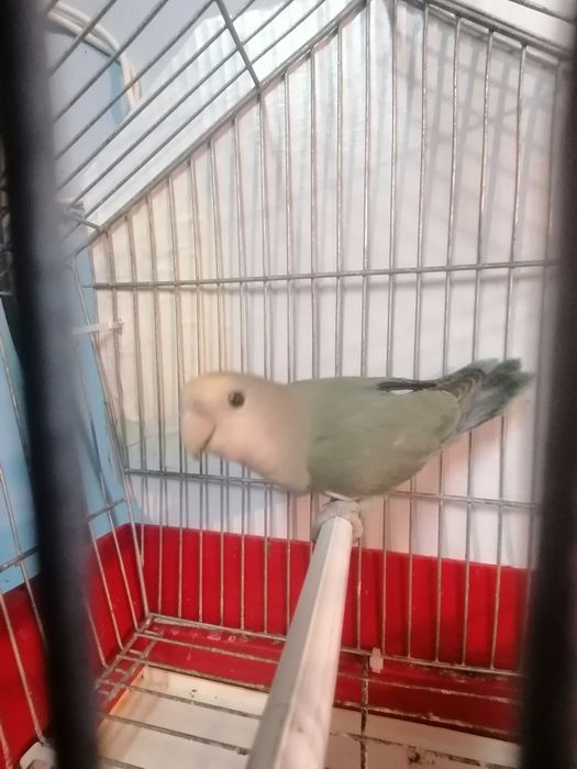 Agarponis rosicolas long.