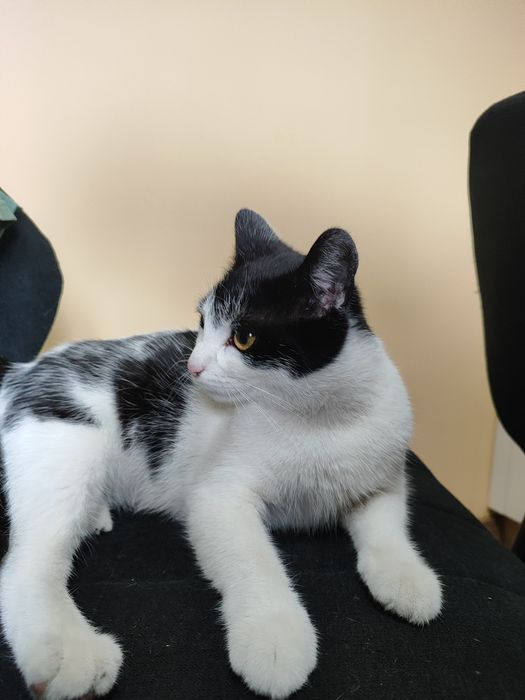 Kot dachowiec "Kaja"