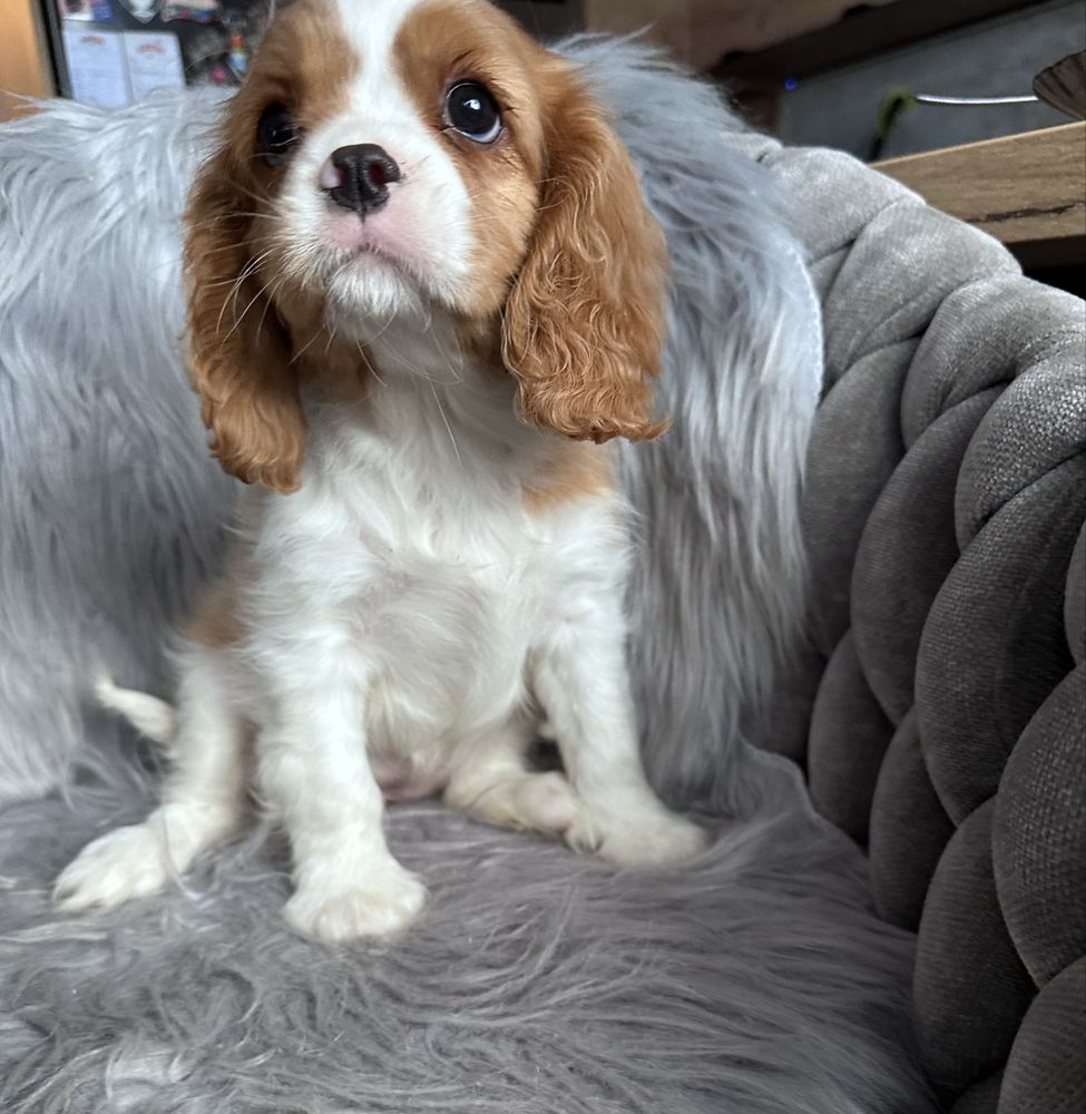 Do odbioru dziewczynka cavalier king charles spaniel