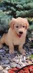 Golden Retriever piesek po Champion Polski