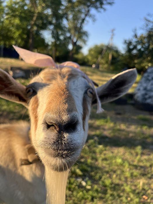 Продається козочка