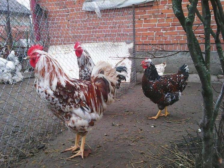 Продам птицю.
