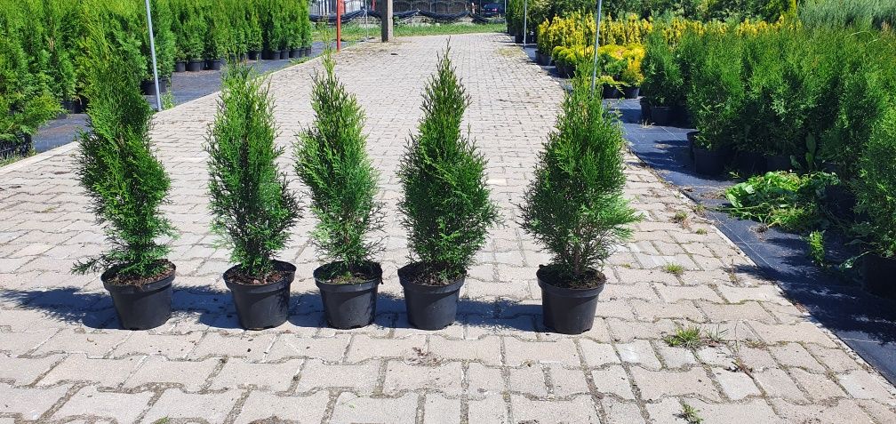 PRODUCENT PIĘKNA tuja 1.5-1.6m thuja SZMARAGD Golden brabant SADZENIE