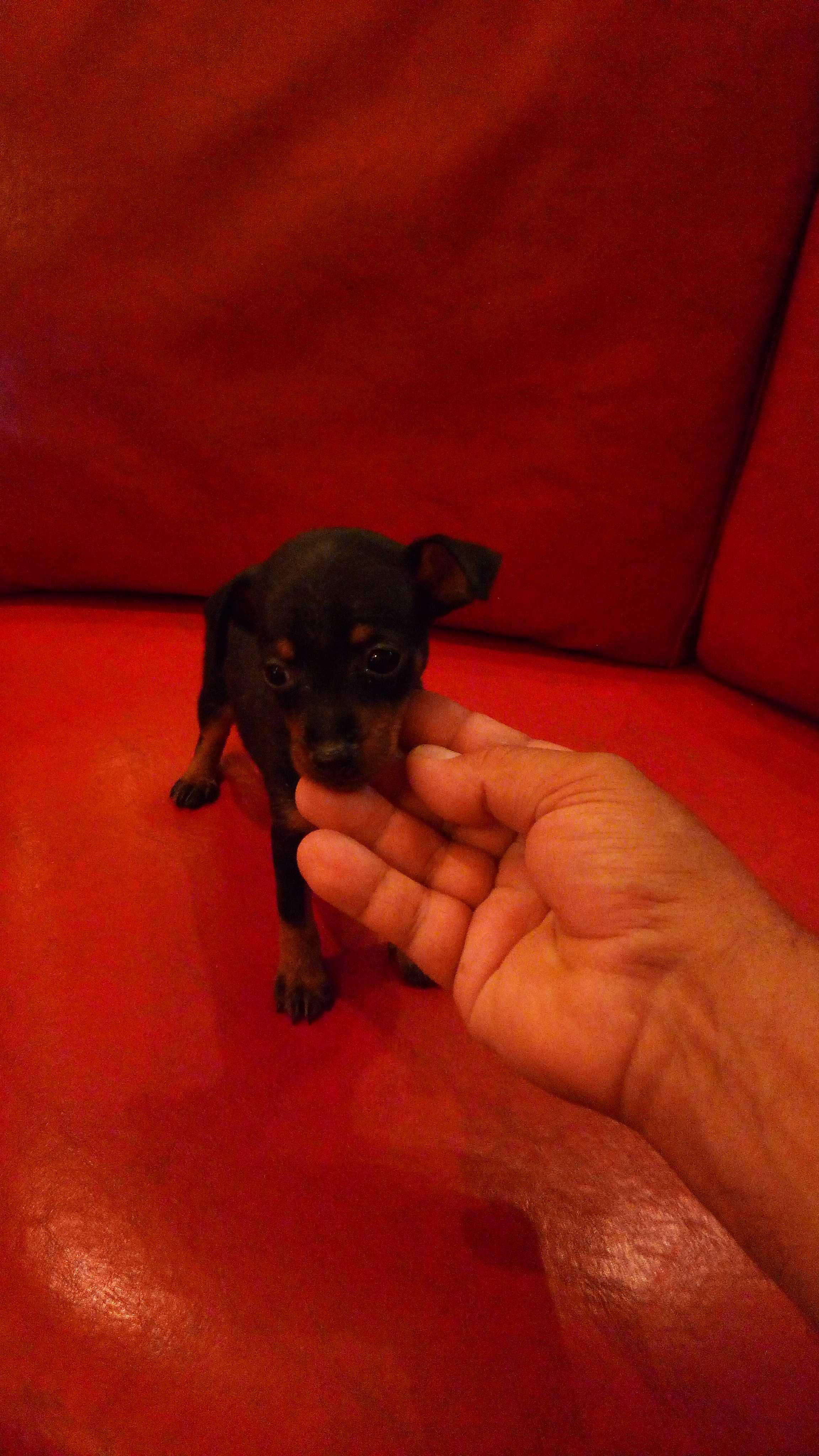 Pinscher super super miniatura macho oportunidade única.