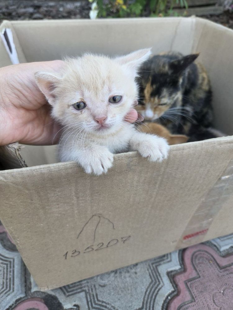 Отдам котят,кошенят