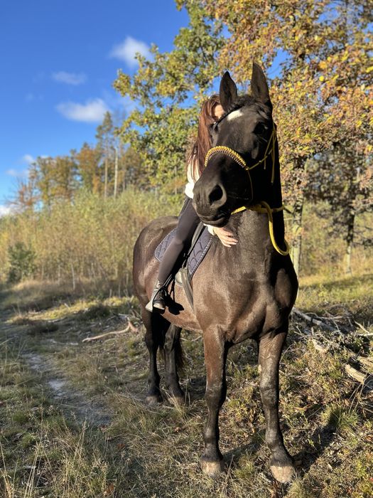 3letni wałach 167 wzrostu
