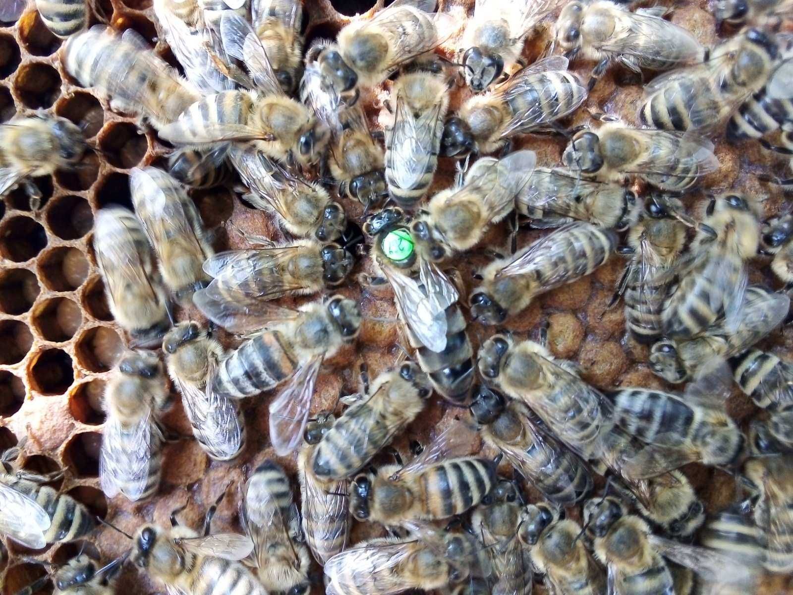 Продам Пчелопакеты Карника Бджолопакети