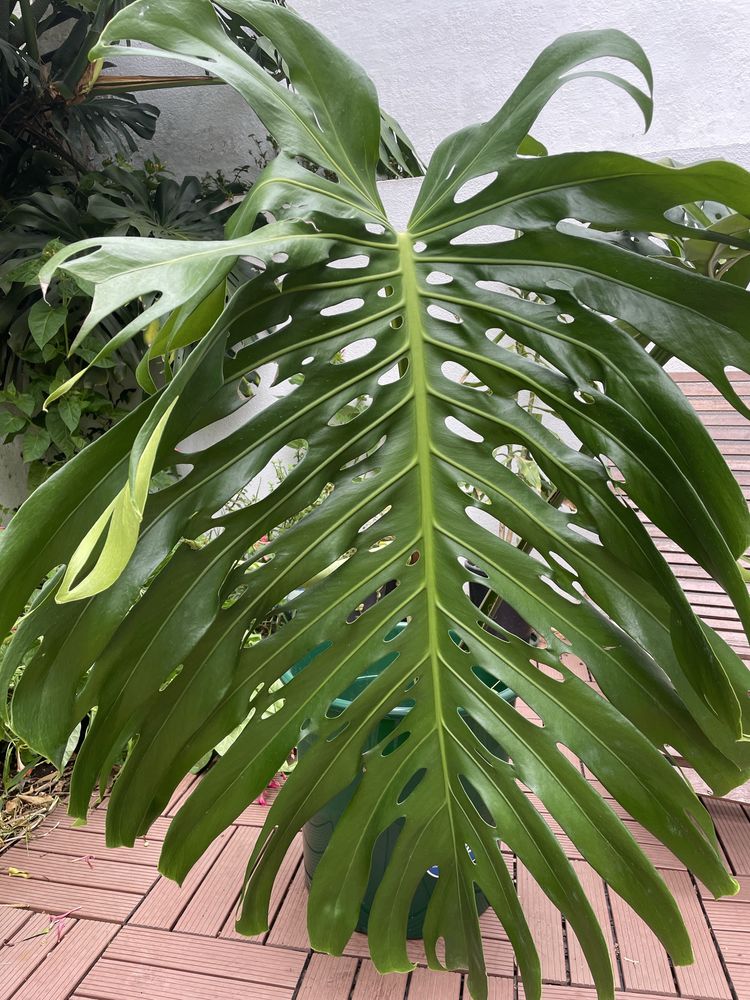 Monstera deliciosa