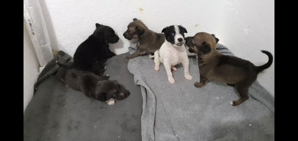 Шукаємо родину для цуценяток