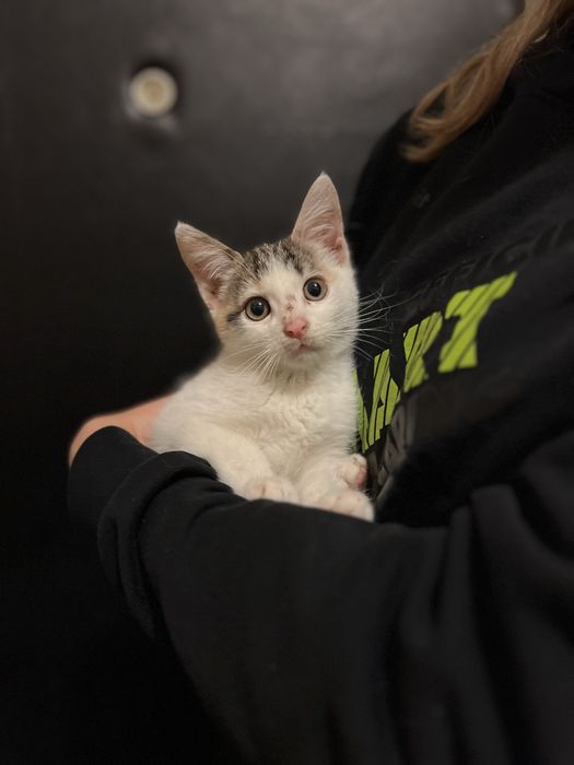 Маленька киця  кошеня 3 міс