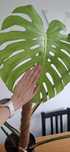Monstera Big Form