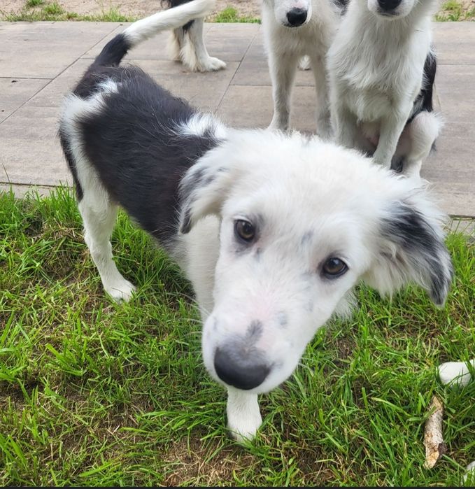 Border Collie- szczeniaczek, Zen- chip, rodowód, WKU, PPK