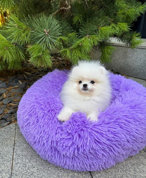 Szpic Miniaturowy Biała Kulka