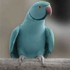 Vendo ring neck com gola