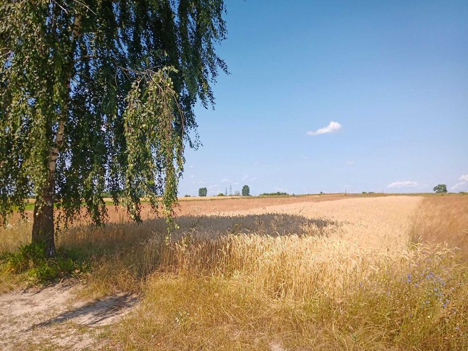 Земельна ділянка 21 сотка під будівництво, Пухова біля Олександрії