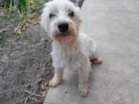 West Highland White Terrier