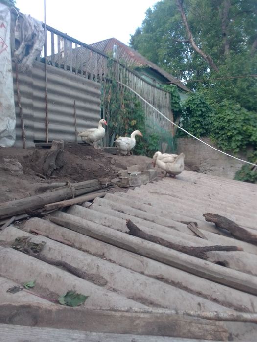 Гуси.                     В'єтнамські поросята