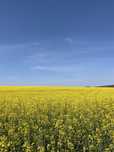 Продам земельну ділянку в с.В.Березовиця