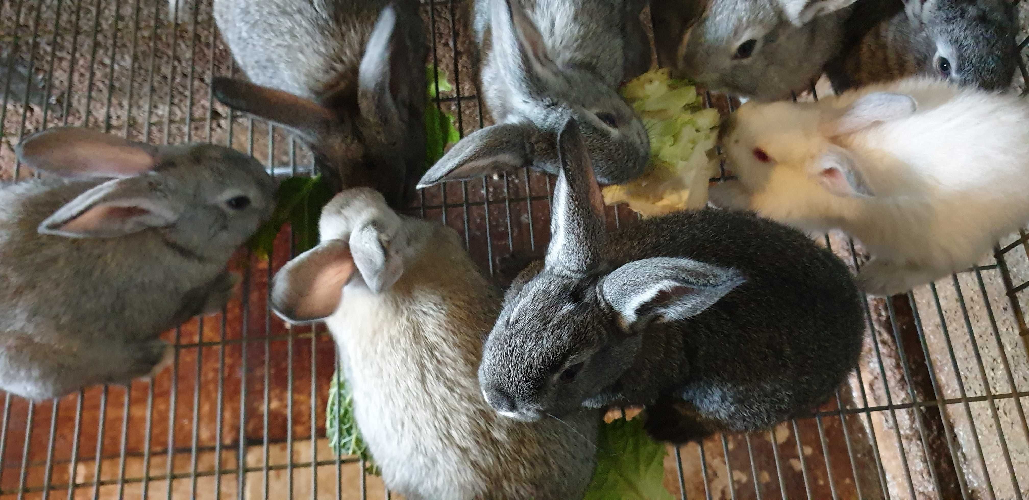 Coelhos Caseiros