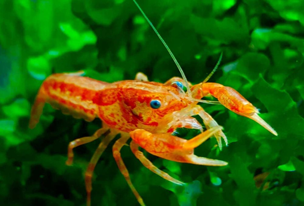 Raczek z Patzcuaro - Cambarellus patzcuarense "Orange" - Rak - wysyłka