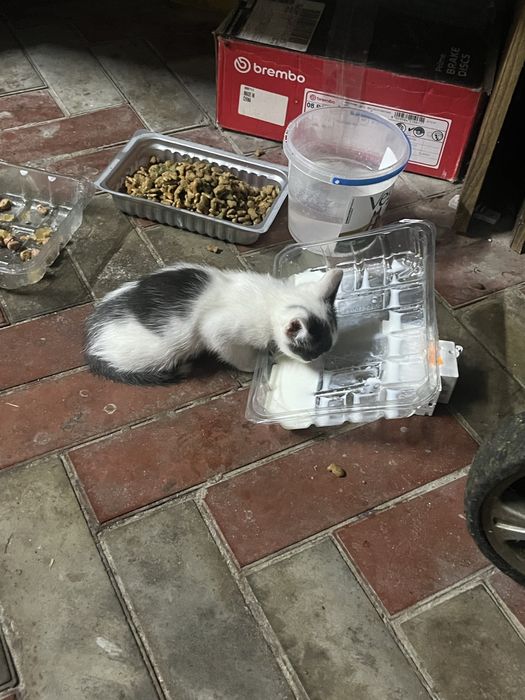 Віддам маленьких котяток