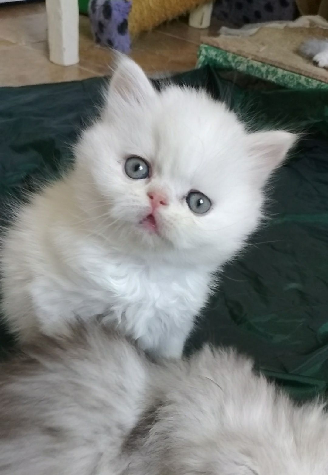 Белый персидский котёнок бежевый кремовый шиншилла