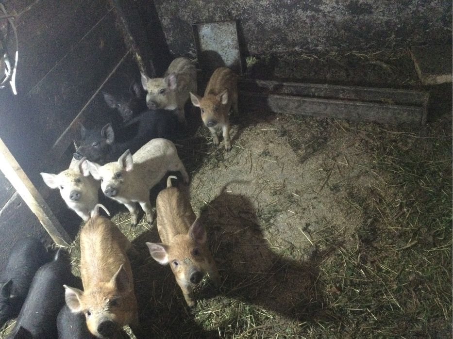 Поросята м'ясної великої породи