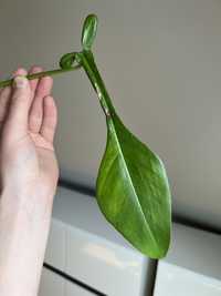 Philodendron Joepii