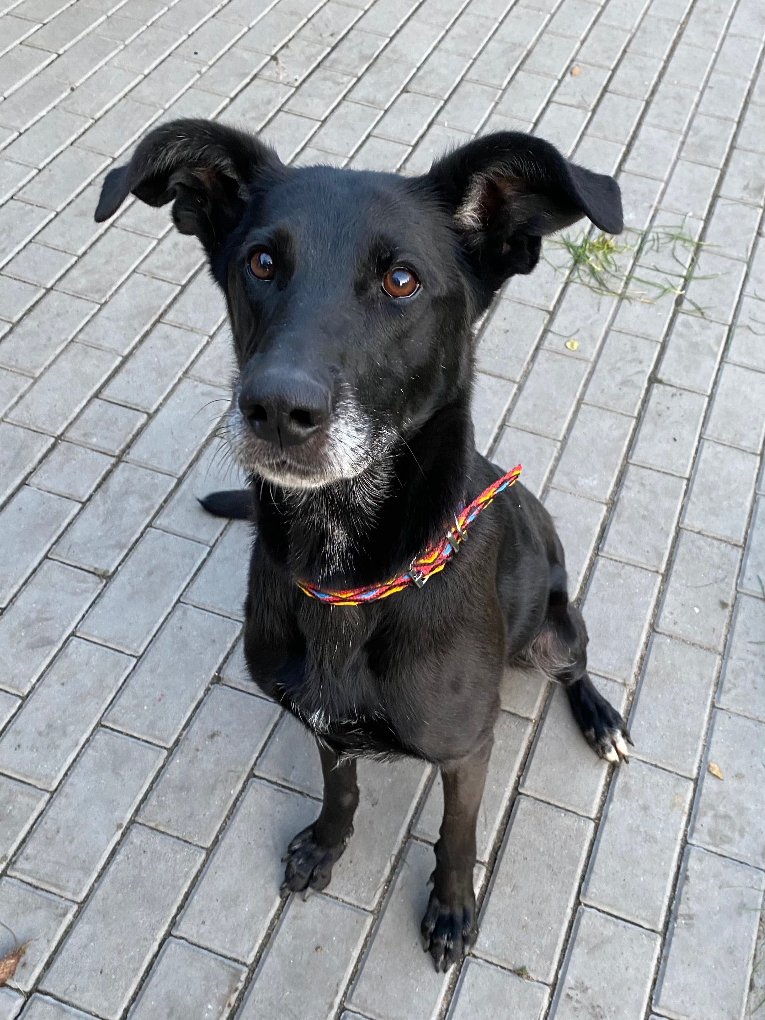 Freja suczka do adopcji Kalisz Wroclaw Poznan Łodz