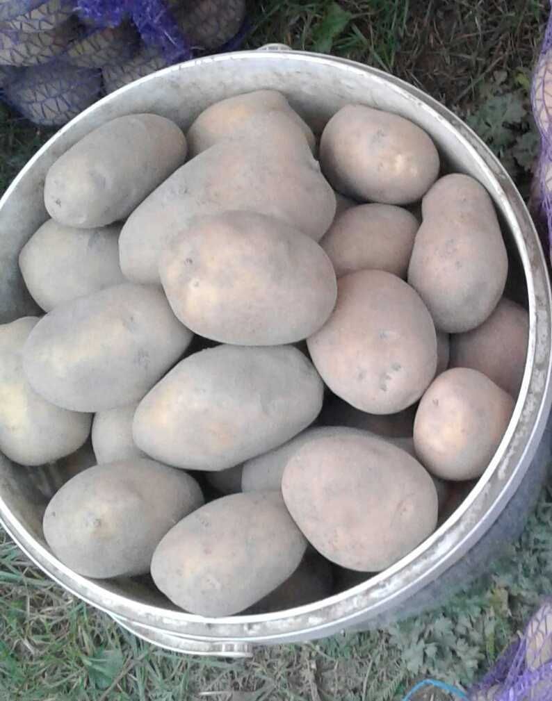 Картопля домашня Біла роса опт 10 грн