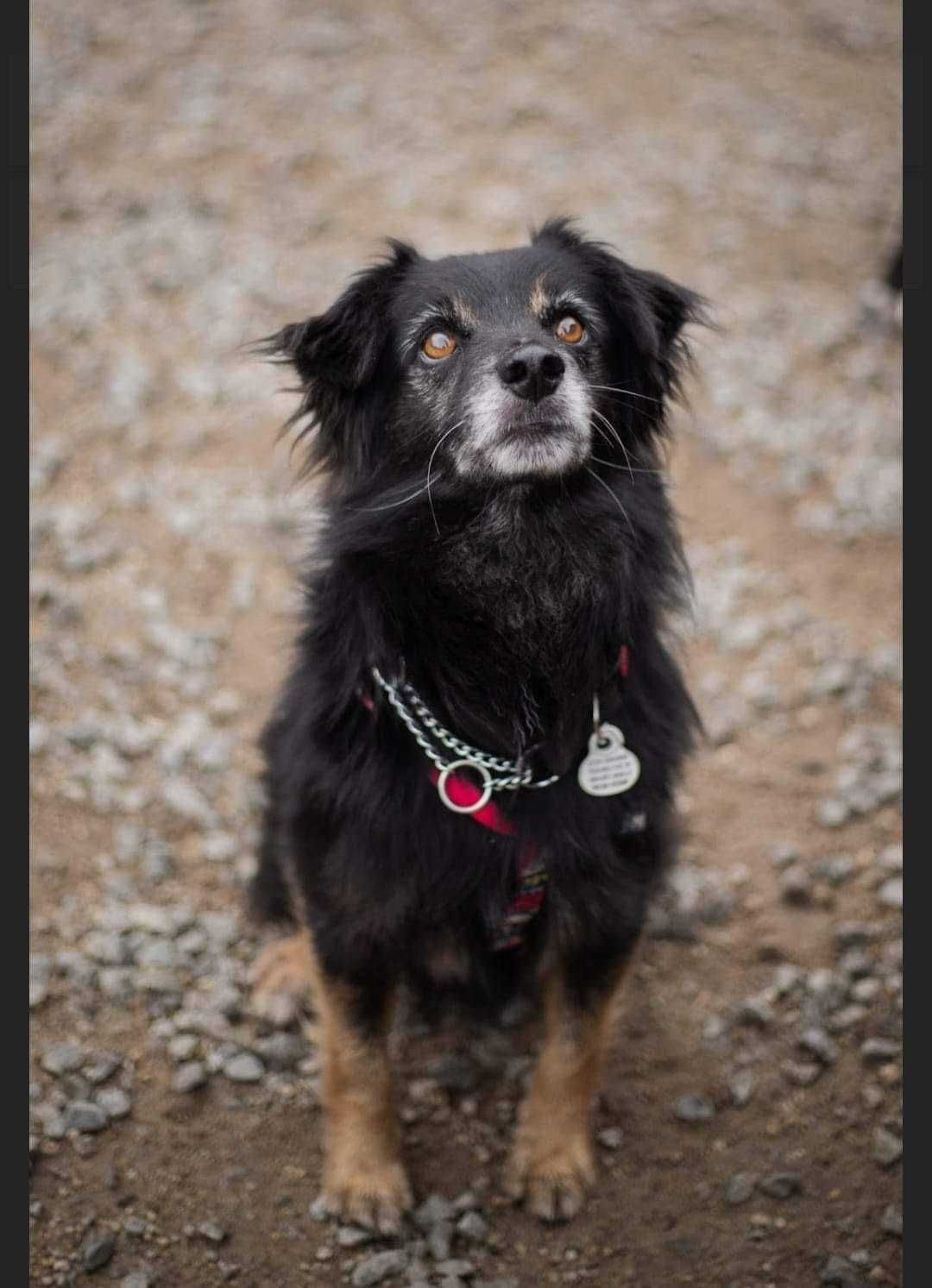 Mużik- mały piesek o bursztynowych oczach do adopcji!