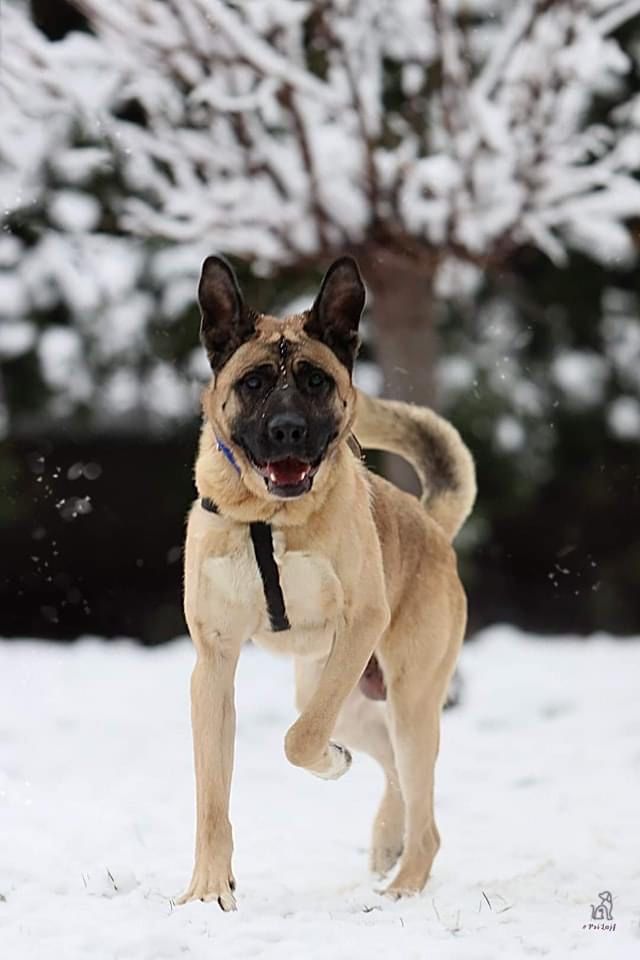 Cudowny Ben szuka domu psiak do adopcji piesek