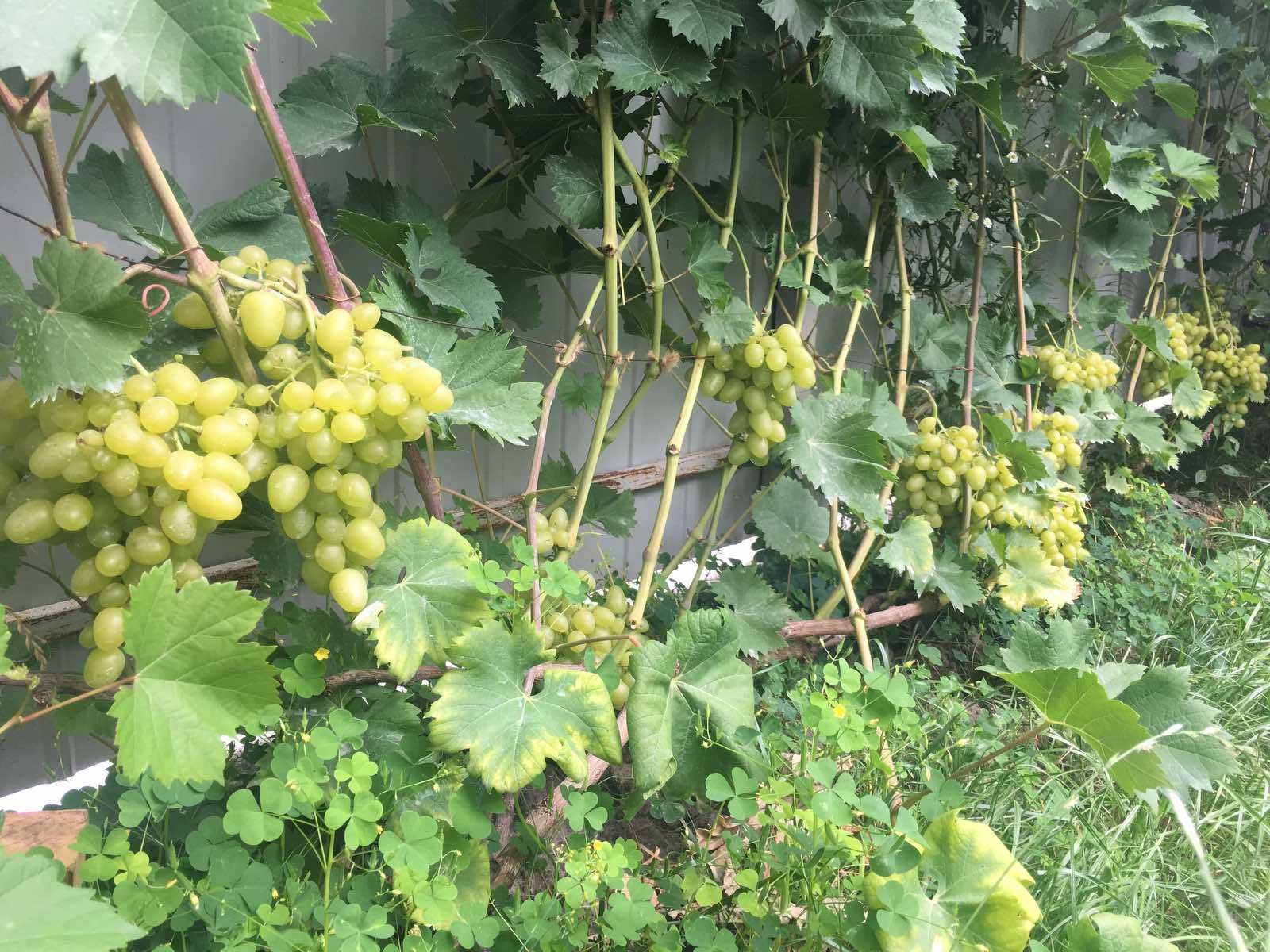 Виноград саджанці та черенки столових сортів винограду