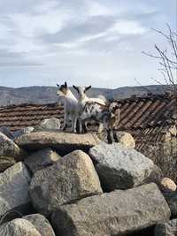 Cabras Anãs de Várias Idades