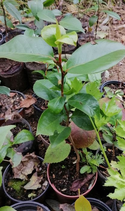 Camélias / Japoneiras - planta em vaso