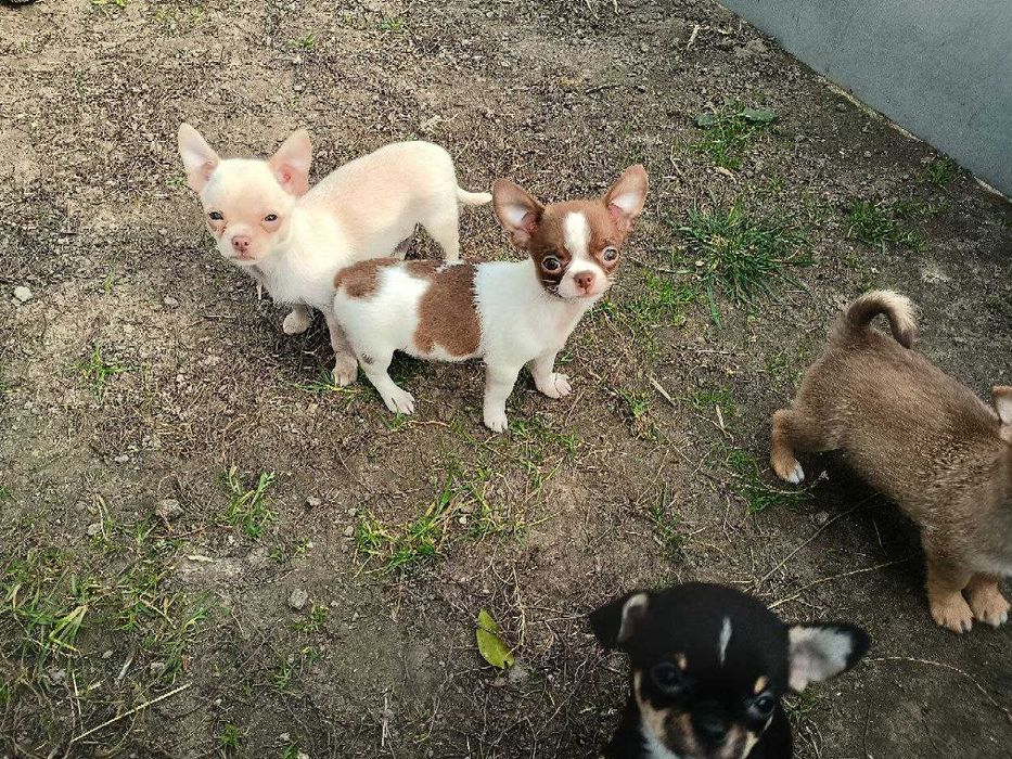 Чихуахуа дітки, хлопчики