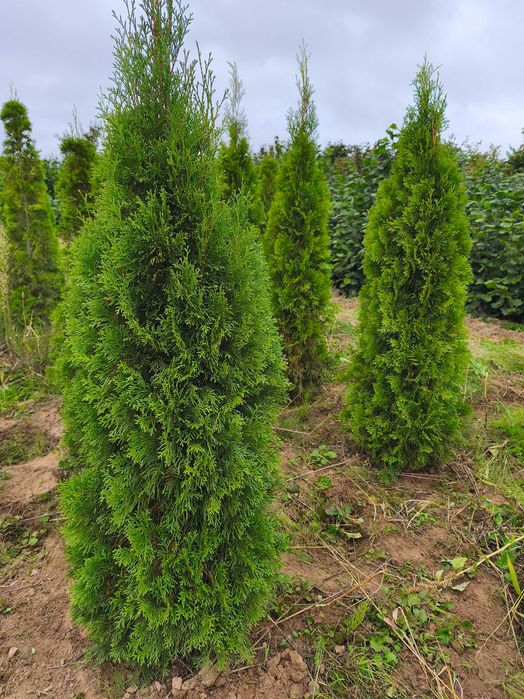 Tuja szmaragd wyprzedaz