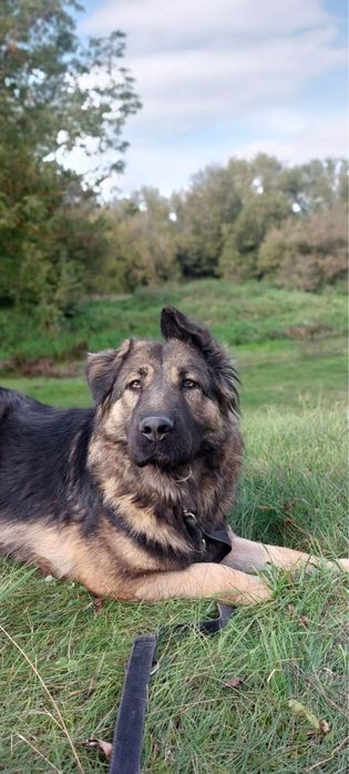 Greta – łagodna sunia w typie kaukaza szuka domu