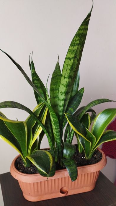 Продам сансевьерию
