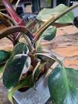 Philodendron red anderson variagata dorosła roślina 2 pędy w doniczce