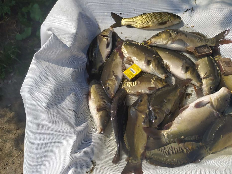 karp od 1 do 3,5kg 20zł  25zł kg oraz amur tołpyga sum węgorz