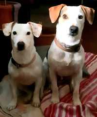 Damos casal de jack Russels de 4 e 3 anos a pessoa responsável